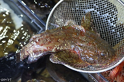 어한기인 3월에 먹으면 좋은 제철 생선회