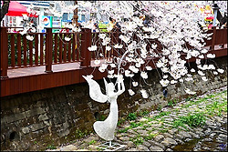 ( 진해 벚꽃 여행 ) 진해군항제 경화역-해군사관학교-여좌천-솔라타워