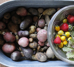 감자에 대해 몰랐던 진실 5가지