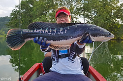 태국의 괴물 가물치, 자이언트 스네이크헤드 피쉬 낚시