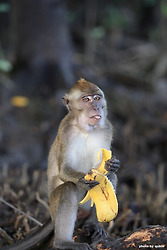 [말레이시아 코타키나발루 여행] 메롱