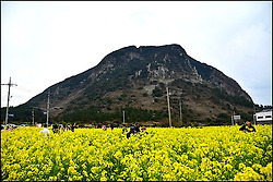 ( 제주 여행 ) 제주 유채꽃 명소 산방산 유채꽃 단지