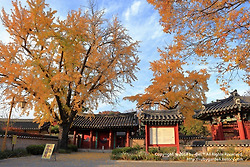 경주 여행 / 은행나무가 노랗게 물든 경주 숭혜전의 만추