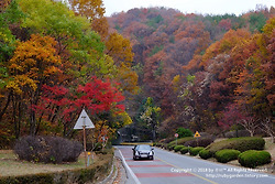 경북 포항 여행 / 한티재(한티터널)의 만추