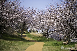제주도에서 벚꽃이 가장 빨리 피는 곳