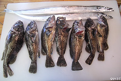 서울에서 1시간, 시화방조제에서 잡힌 갈치와 돼지 우럭 낚시