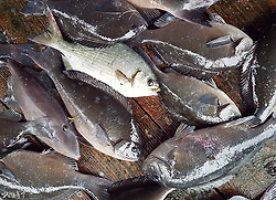 바다낚시를 하면 얻는 크나큰 혜택(대마도 낚시, 그날 이후)