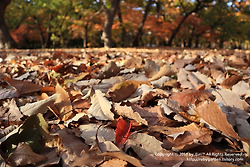 경주 여행 / 경주 시민의 쉼터 황성공원의 만추