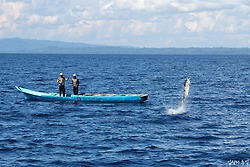 인도네시아 참치 낚시, 배도 침몰시킨 녹새치의 최후