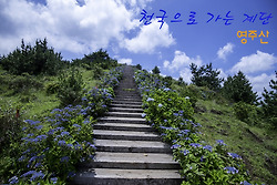 제주도 최고의 산수국 명소, 영주산 천국으로 가는 계단