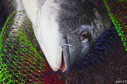 감성돔 낚시에서 밑밥치는 기본적인 방법