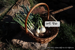 한국인이 깜짝 놀라는 한국에 없는 스페인 대파