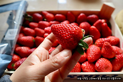 스페인 우리 마을 구멍가게의 너무나 저렴한 딸기