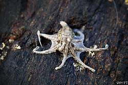 원투낚시에 웬 주꾸미가? 대천 죽도 원투낚시 조행기