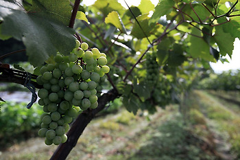 새벽을 여는 편지87 - 고맙습니다