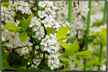 [a55] 2012.4.18 봉화산 벚꽃구경