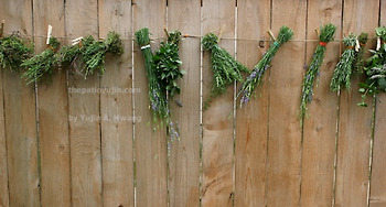 가장 쉬운 허브 5종, 기르고 쓰고 말리는 법