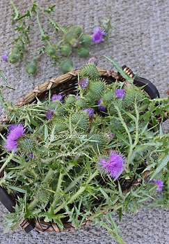 도인의 산야초? 슬슬 놀면서 만든 꿀 엉겅퀴 효소