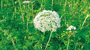 도적강기탕(導赤降氣湯)에 쓰이는 약초 분석(부작용 조심)