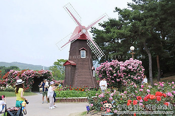 [과천 장미축제/장미꽃축제]어린왕자가 반한 과천 서울대공원 장미원축제