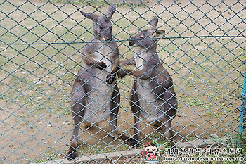 [서울대공원 동물원]사랑스러운동물 Best5 사막여우,붉은캥거루,화식조 등