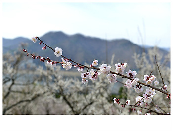 원동 매화축제...♥♡♥
