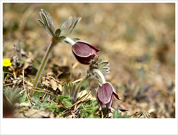 할미꽃...♥♡♥