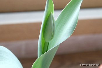 아이들과 함께 파종한 튤립 꽃봉오리가 생겼습니다.