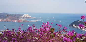 참꽃이 만개한 영도 봉래산 산행