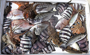 어종 백화점을 방불케 한 통영 선외기 감성돔 낚시