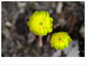 복수초, 분홍노루귀...♥♡♥