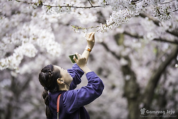 제주 토박이 맘대로 선정한 올봄 제주도 벚꽃 명소