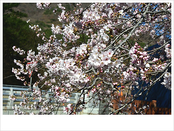 진해 여좌천...♥♡♥