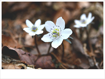 변산바람꽃...♥♡♥