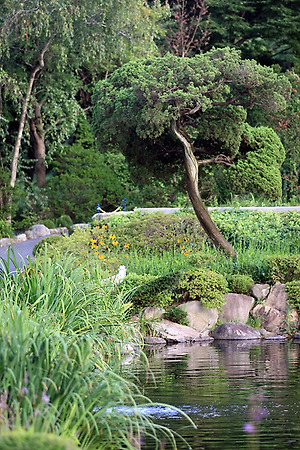 새벽을 여는 편지88 - 향나무