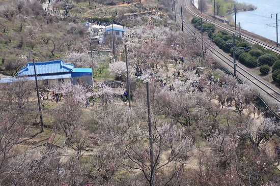 원동 매화축제장 에서