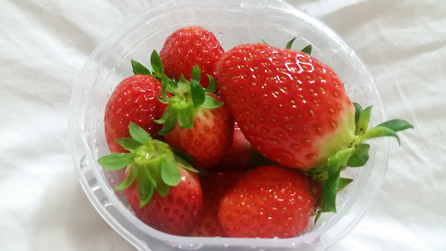 오늘도 딸기 ㅎ 연유딸기 맛있어^^