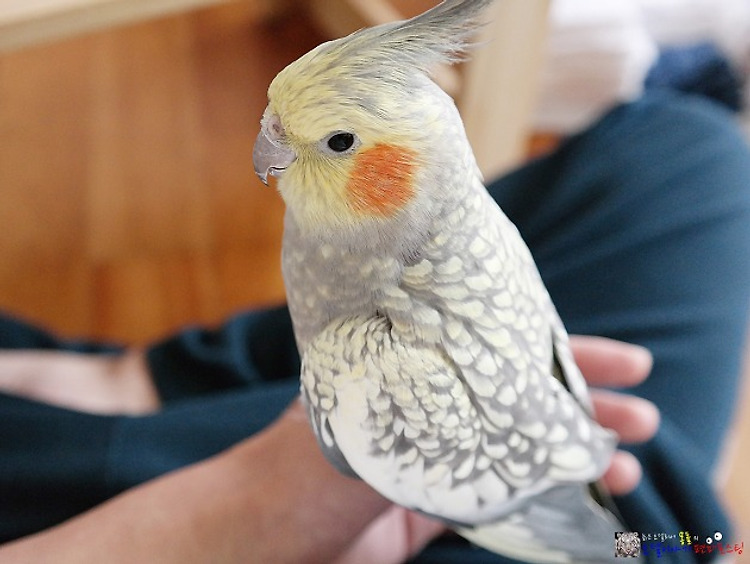 앵무새가 고양이나 개 보다 좋은 이유/왕관앵무