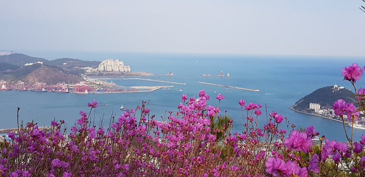 참꽃이 만개한 영도 봉래산 산행