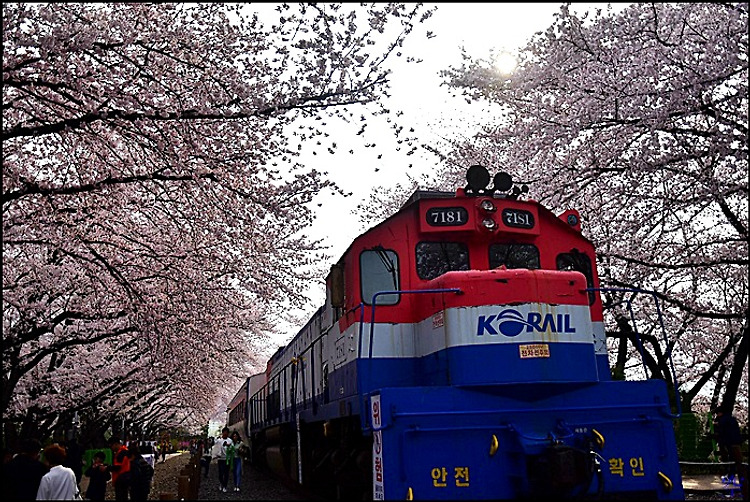 ( 진해 벚꽃 명소 ) 경화역 (공원)