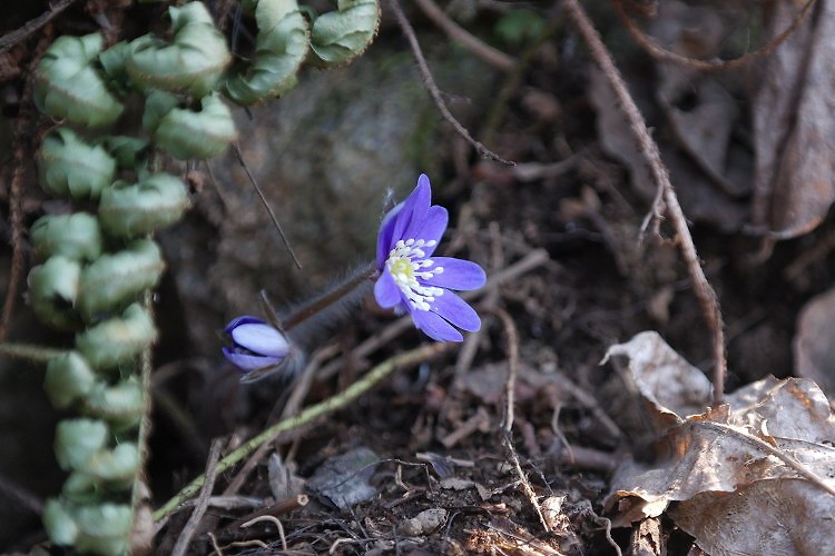 [2019.03.19] 남한산성 노루귀외...