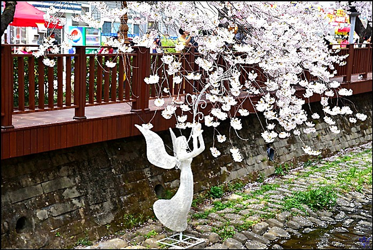 ( 진해 벚꽃 여행 ) 진해군항제 경화역-해군사관학교-여좌천-솔라타워